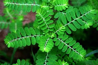 manfaat daun meniran sehat