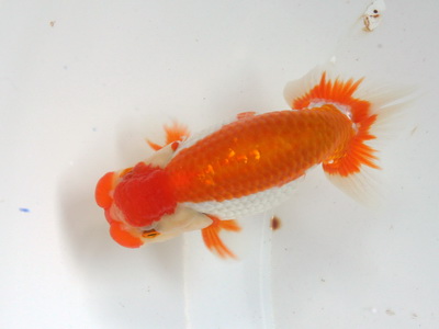 ikan mas koki ikan ranchu