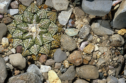 Menelisik Sang Raja Kaktus Ariocarpus Di Indonesia