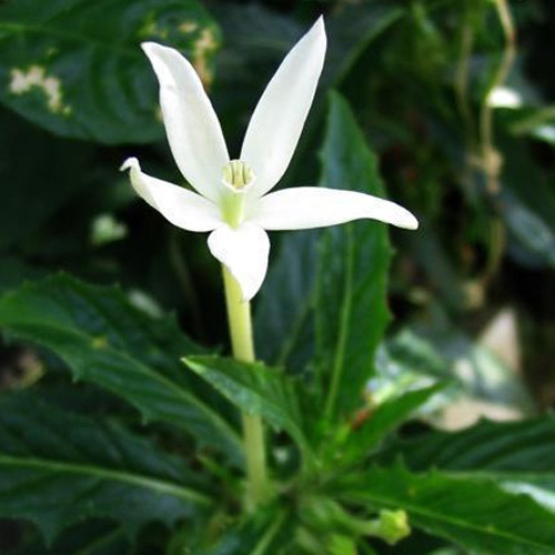 Obat mata alami dan herbal: Bunga Kitolod 4