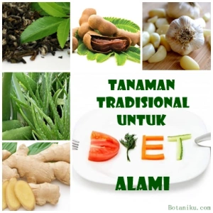 Tanaman Tradisional