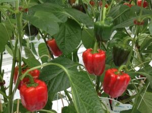 Kebun Paprika Tanpa Greenhouse (Beratap Langit)