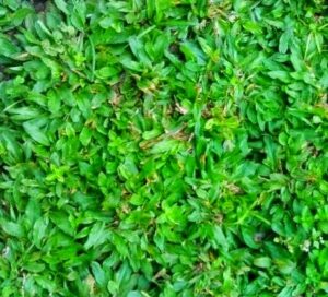 Hias Halaman Rumah dengan Rumput Gajah Liliput