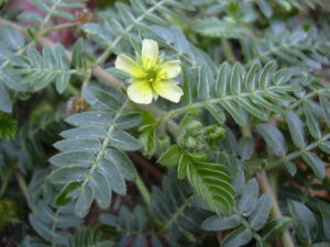 Tribulus, Stamina, dan Pembangkit Gairah