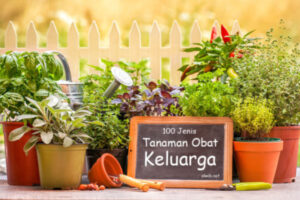 5 Jenis TOGA yang Wajib Ditanam di Halaman Rumah