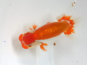 Ikan Mas Koki, Hasilkan RANCHU BERMUTU ALA THAILAND