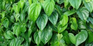 Daun Sirih dengan Segudang Manfaat