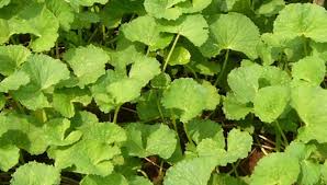 Diabetes Melitus Dengan Tanaman Herbal pegagan