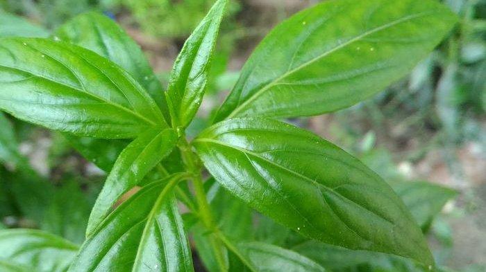 Diabetes Melitus Dengan Tanaman Herbal sambiloto