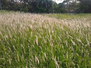 Alang-Alang Penggempur Radang Ginjal