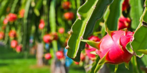 Khasiat Dan Manfaat Memakan Buah Naga