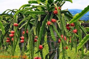 Cara Budidaya Buah Naga