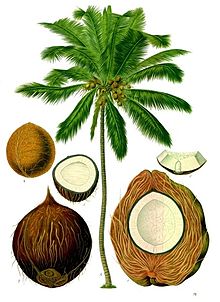 peluang bisnis dari batok kelapa