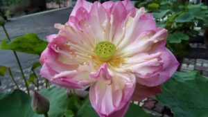 Bunga Lotus Sang Ratu Air