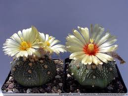 kaktus astrophytum asterias