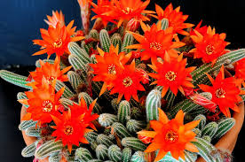Kaktus Berbunga Jingga (Echinopsis chamaecereus) 8