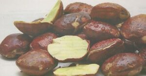 Jengkol : Bau Tapi Berkhasiat