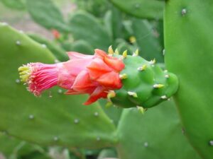 Opuntia cochenillifera : Kaktus Centong yang Menawan