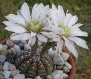 kaktus Gymnocalycium : kaktus berbunga indah
