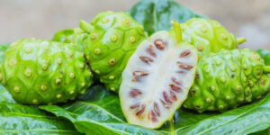 Manfaat Dan Khasiat Buah Mengkudu Bagi Tubuh
