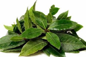 Daun Salam Cegah Hipertensi, Asam Urat, dan Kolesterol