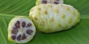 Segudang Khasiat Buah Mengkudu