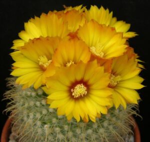 Parodia magnifica : Kaktus Unik Berbunga Cantik