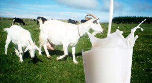 Manfaat Susu Kambing Bagi Kesehatan Manusia