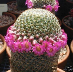 kaktus cantik jenis Pincushion (kaktus bantalan) 7