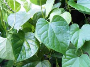 Manfaat Jitu dari Tanaman Brotowali