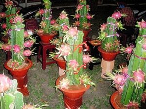 Tabulampot : Inovasi Untuk Lestarikan Tanaman Buah