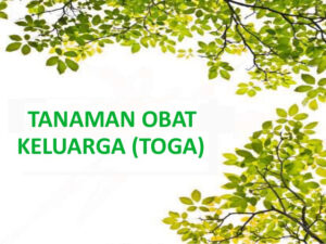 Hijaukan Halaman Rumah Anda dengan Tanaman Obat